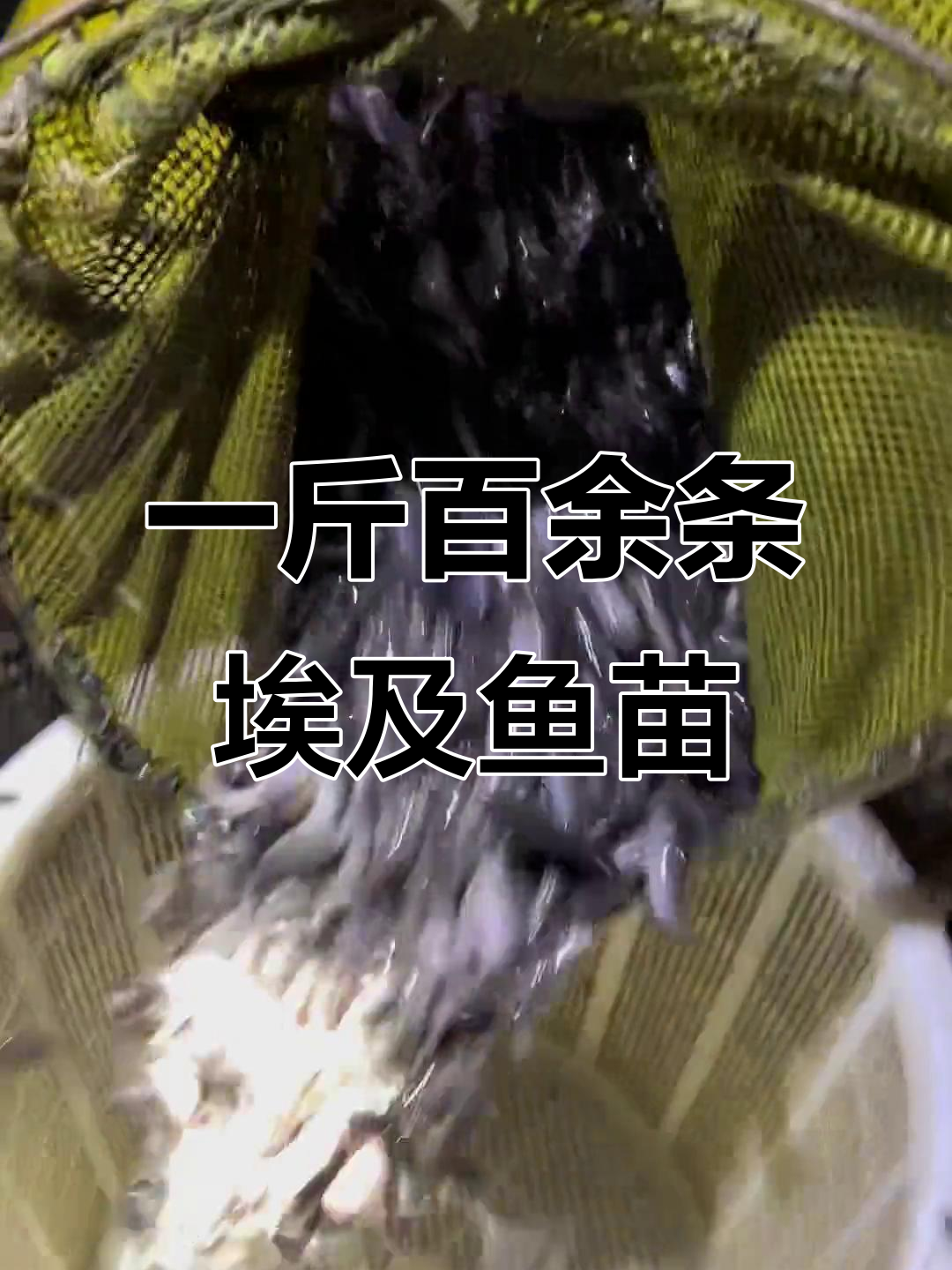 埃及鱼苗源头直供,1斤约100条优质塘鲺