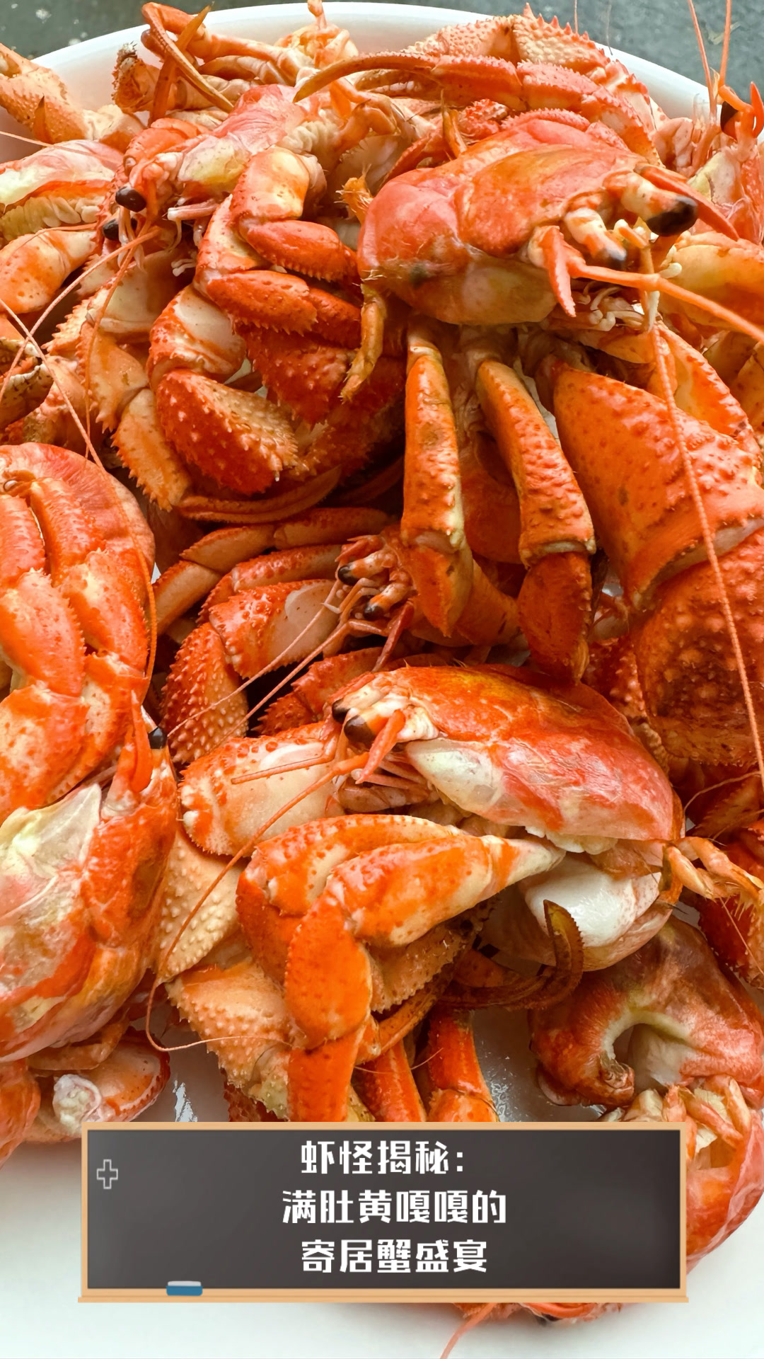 虾怪揭秘：满肚黄嘎嘎的寄居蟹盛宴