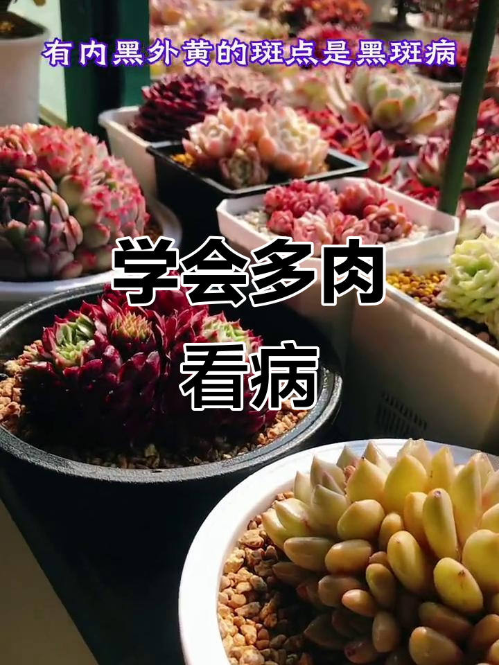 多肉常见病害识别与防治技巧