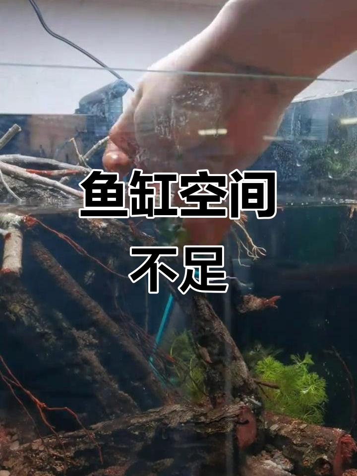 30cm鱼缸空间受限,蕨类植物无法尽情种植