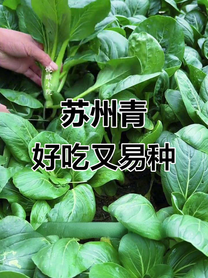 苏州青油菜,口感超好又耐寒,种植简单轻松收获