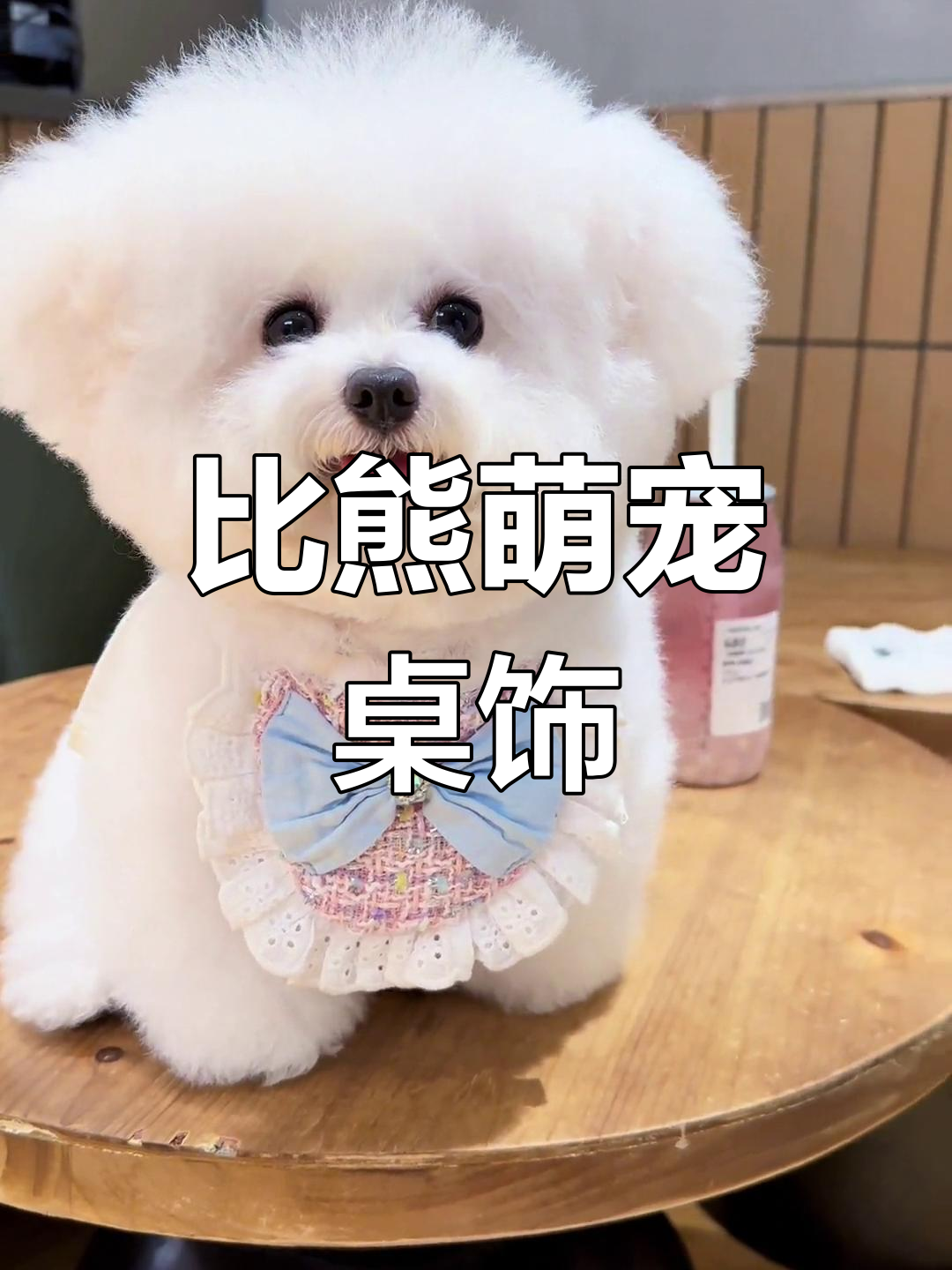 奶茶店比熊萌宠日常，超治愈的桌面摆设