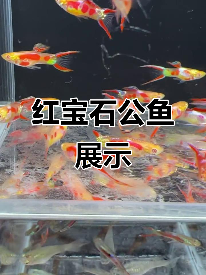 公鱼双剑大揭秘,红宝石肉粉色超美!