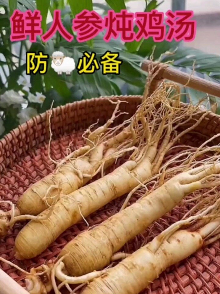 鲜人参炖鸡(百试不爽的食疗)
