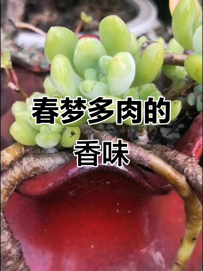 春梦多肉:香气四溢,夜晚如邻家女孩般温柔