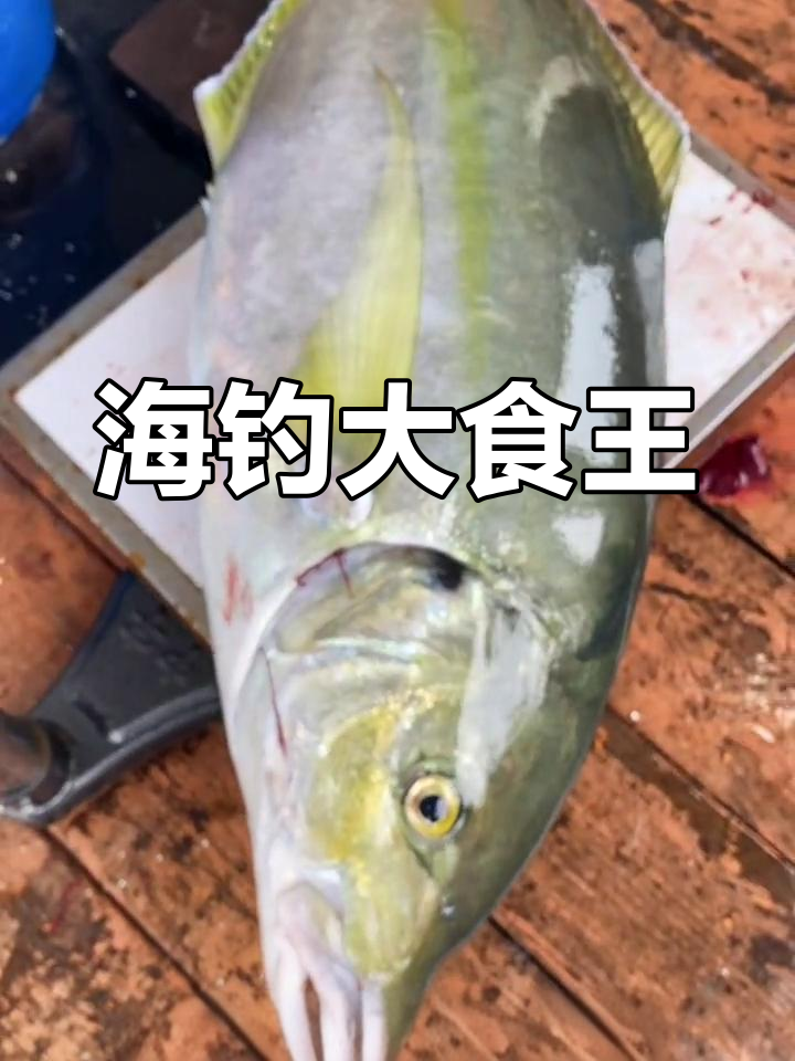 野生海钓池鱼王,重达16.8斤!你尝过吗?