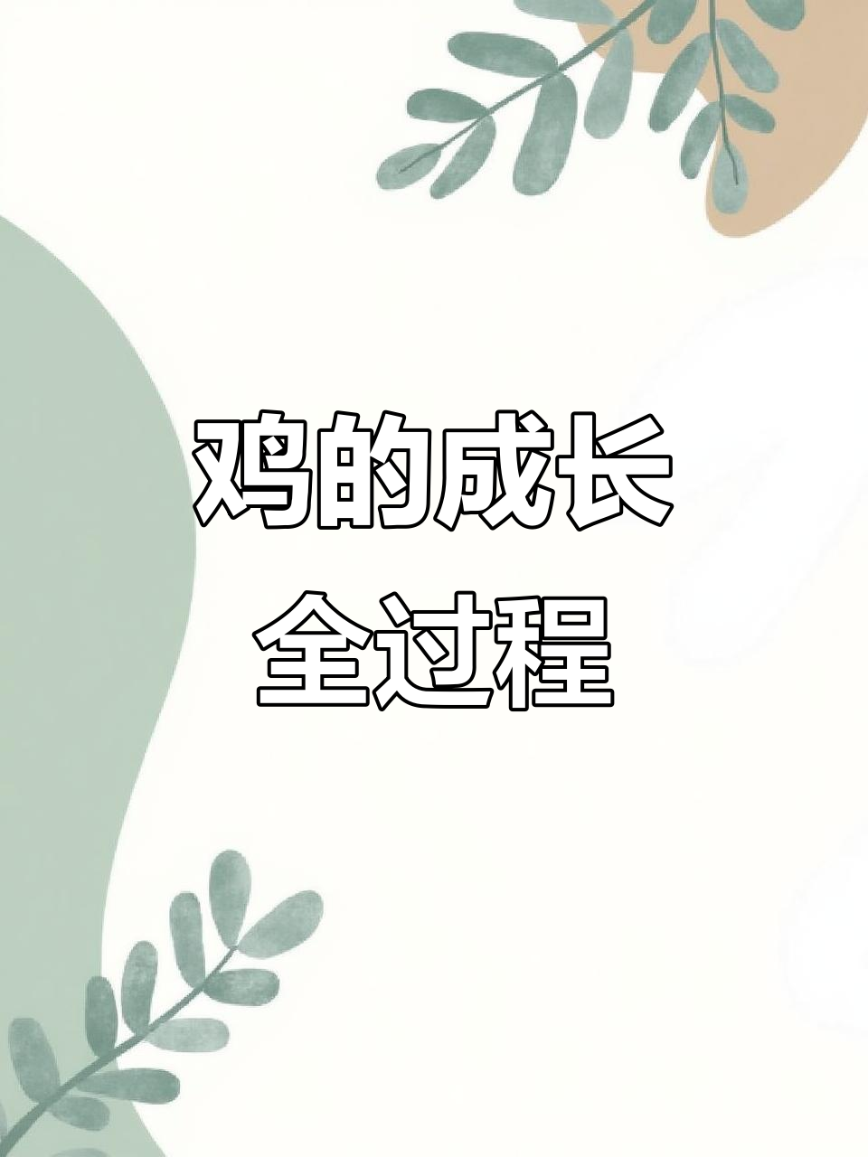 鸡的一生:从蛋到成年的成长与蜕变