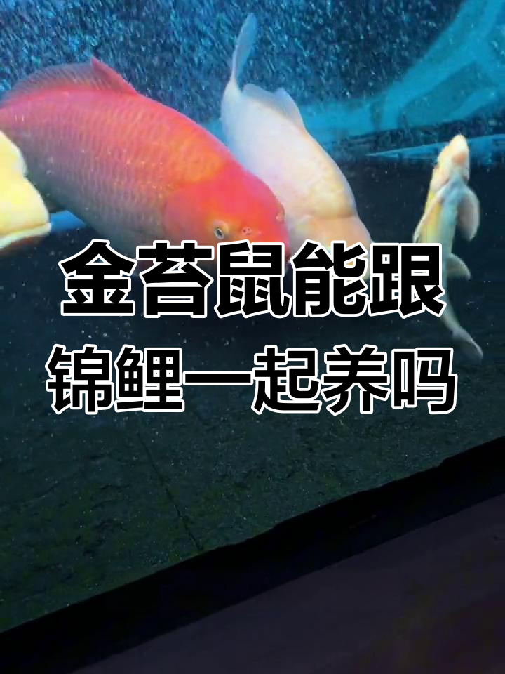 金苔鼠与锦鲤混养注意事项