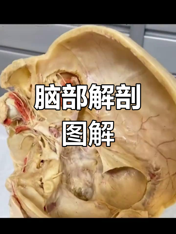 头骨内部结构揭秘