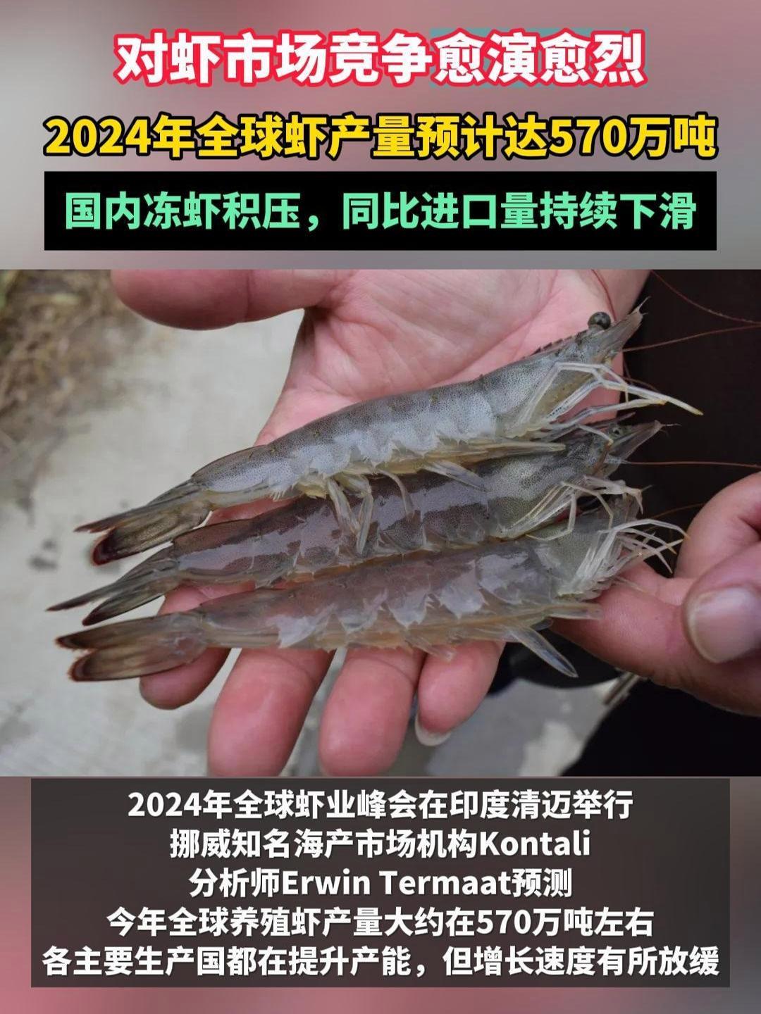 对虾市场竞争愈演愈烈!2024年全球虾产量预计达570万吨,国内冻虾积压,同比进口量持续下