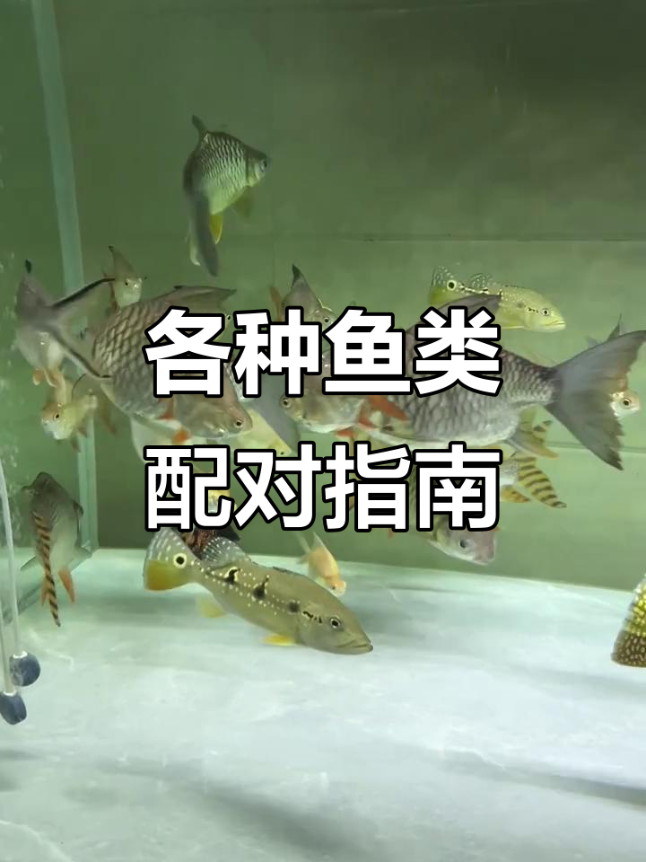 龙鱼、红鱼、黑白皇冠配鱼推荐,超短身海生柠檬籽与元宝井搭配