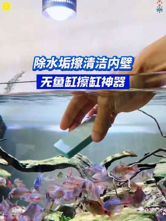 终于找到了去除鱼缸水垢的好方法
