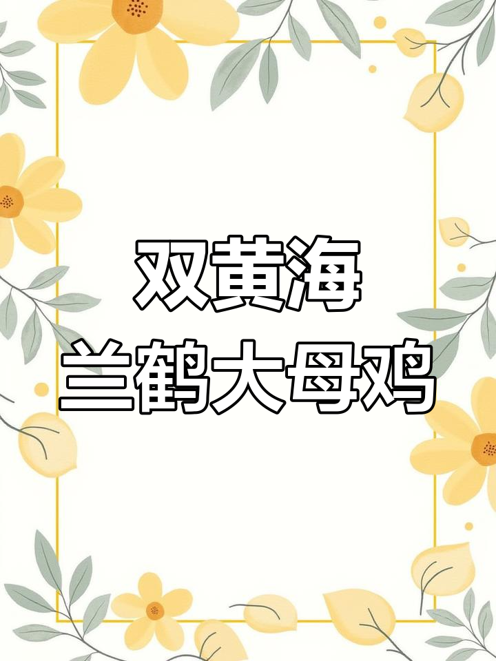 海兰褐蛋鸡:双黄高产母鸡,健康活泼,疫苗齐全
