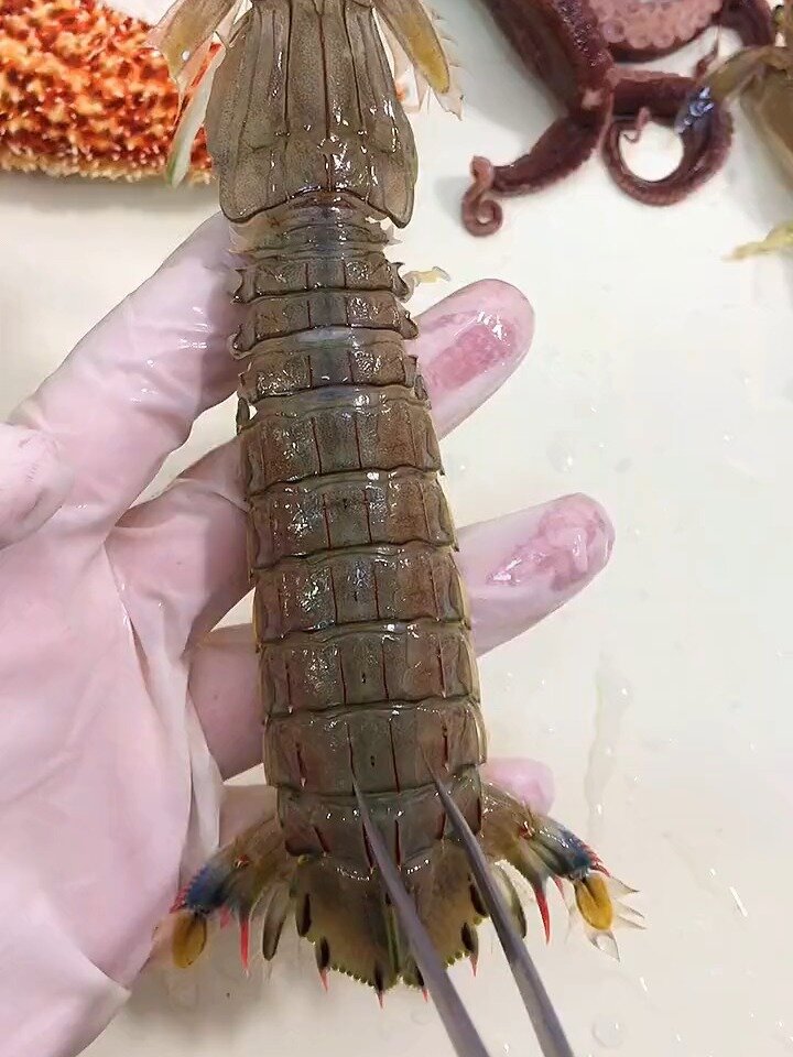 皮皮虾怎么挑选?带膏的?满黄的?