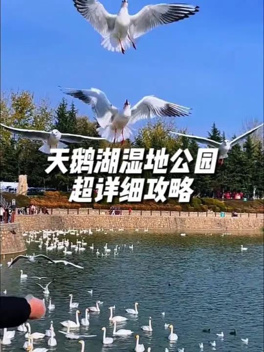 三门峡赏天鹅攻略来袭!超 60 万人已围观。教你避开人群,找到近距离投喂天鹅、观赏黑天鹅的