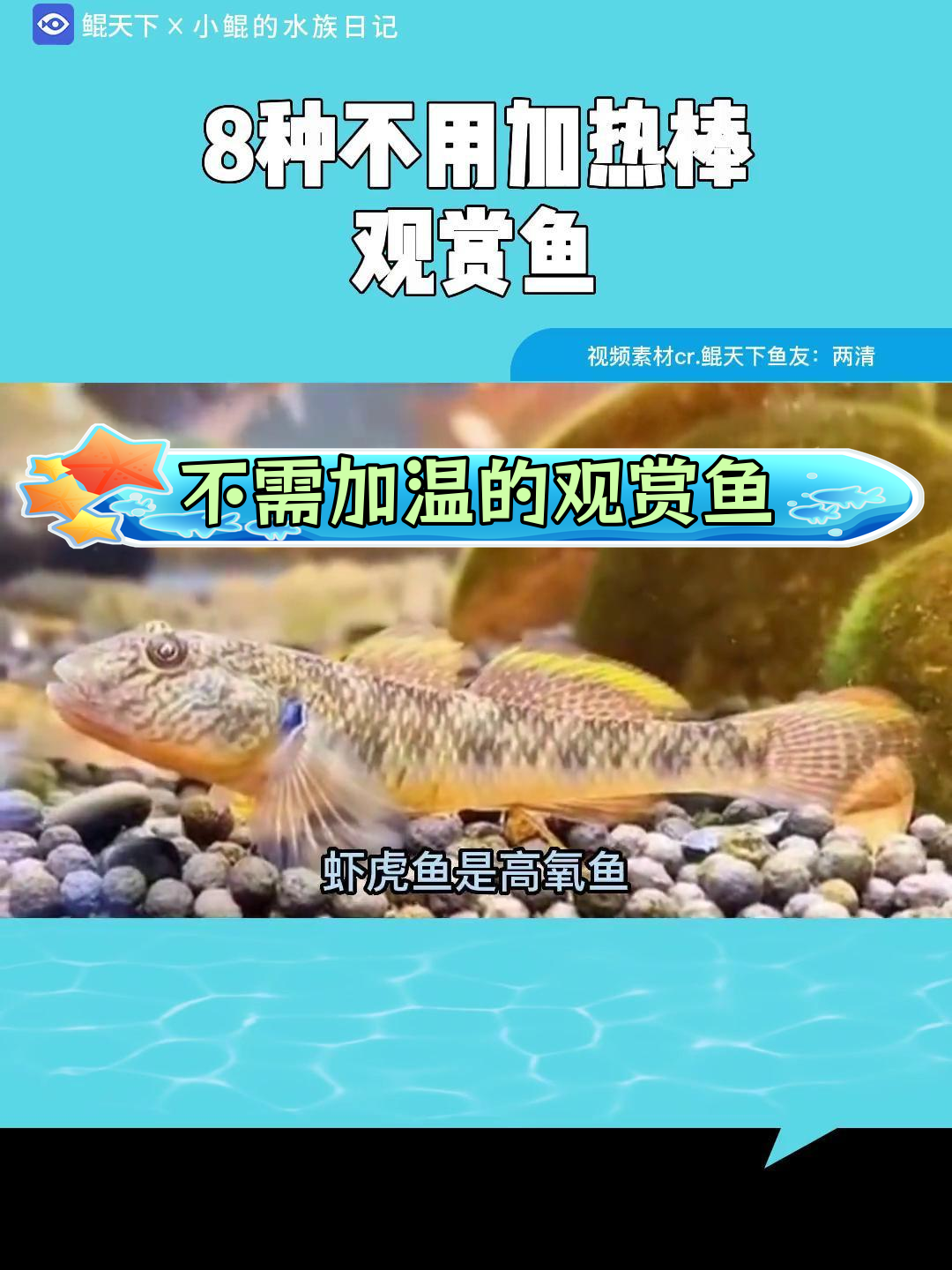 8种适应性强,无需加热棒的淡水鱼
