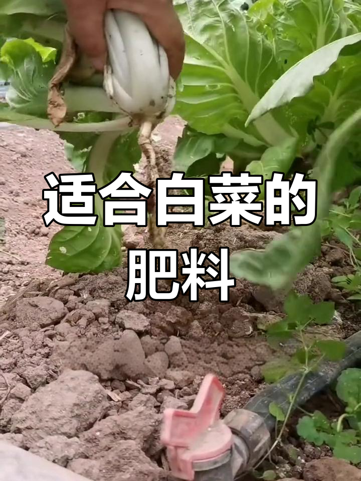 白菜种植底肥选择指南