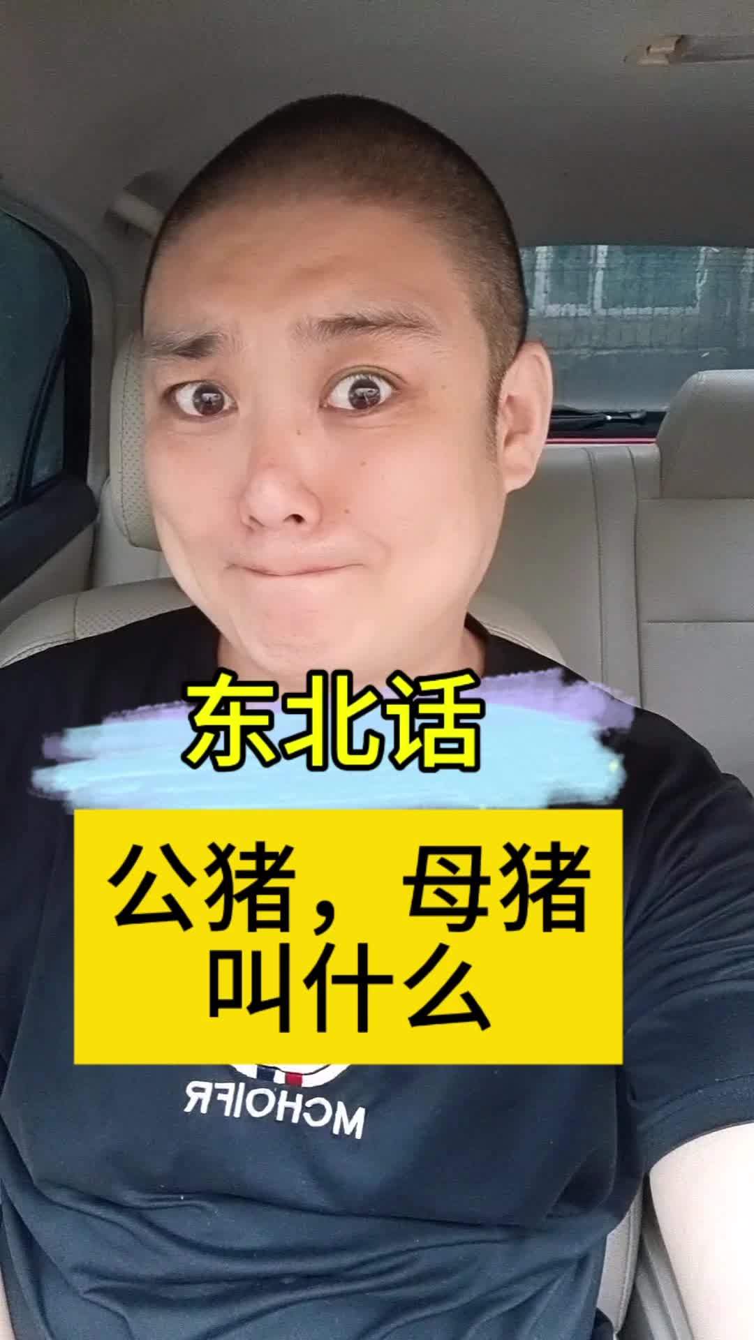 东北话,公猪,母猪,都叫什么?东北话 幽默段子 表情包 方言 太逗了