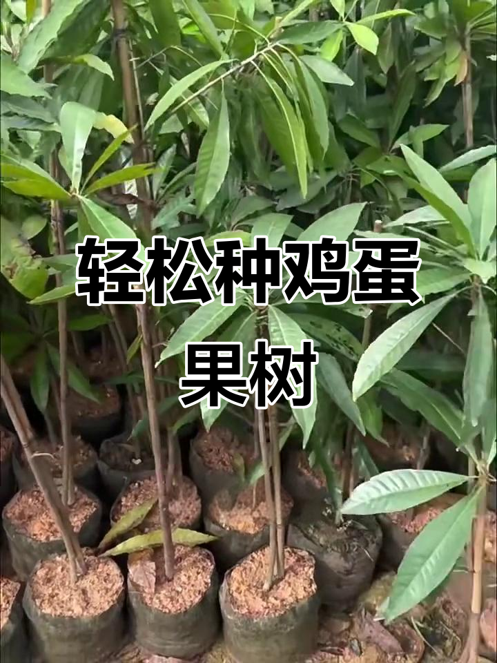 小巧易种的鸡蛋果树,蛇年带来甜蜜惊喜