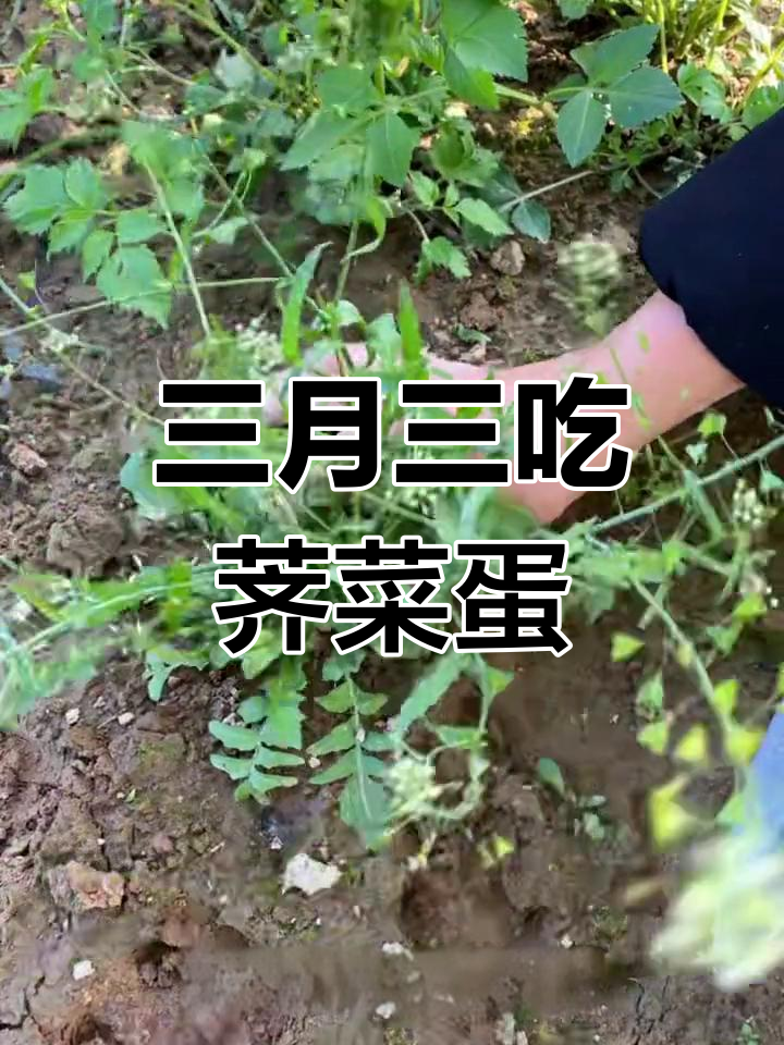 农历三月三,荠菜煮鸡蛋的传统习俗你了解吗?