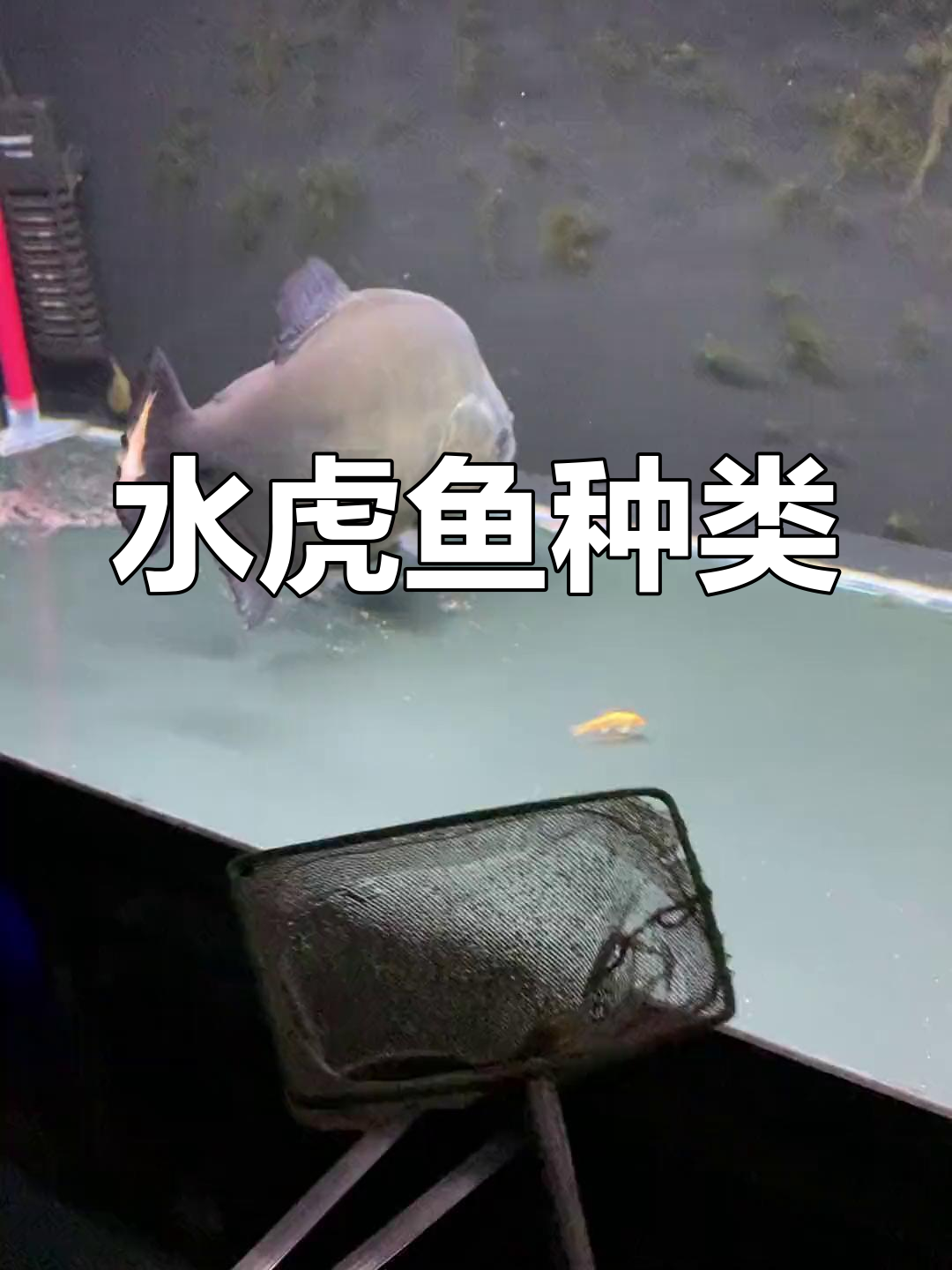 秘鲁黑食水虎鱼介绍