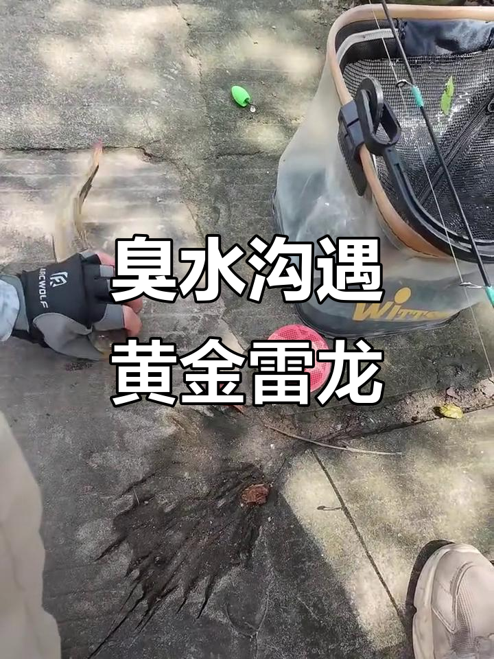 广东臭水沟惊现黄金泰国雷龙,价值连城!