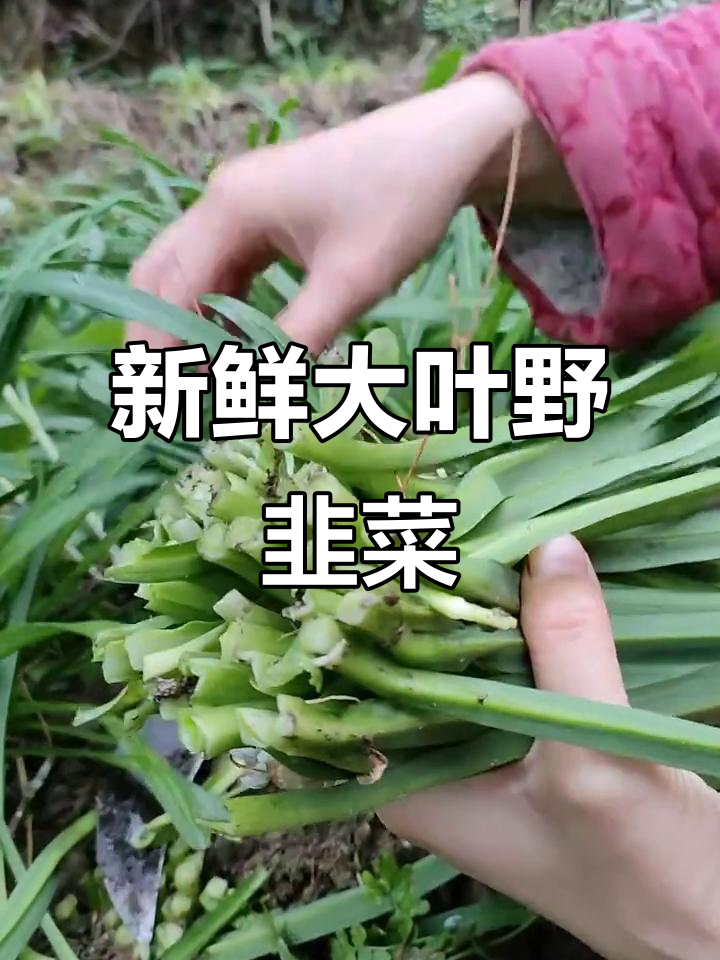 大山里的美味大叶韭菜,鲜嫩脆香,煲汤炒蛋都超赞