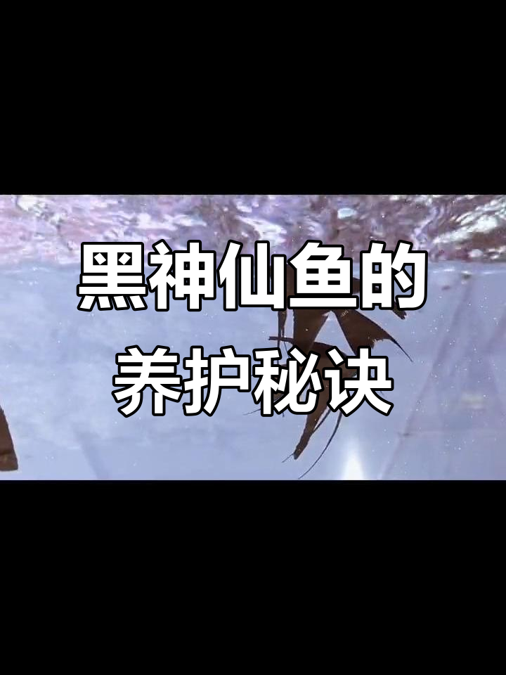 黑神仙鱼优雅难养,需精心呵护水温与饲料