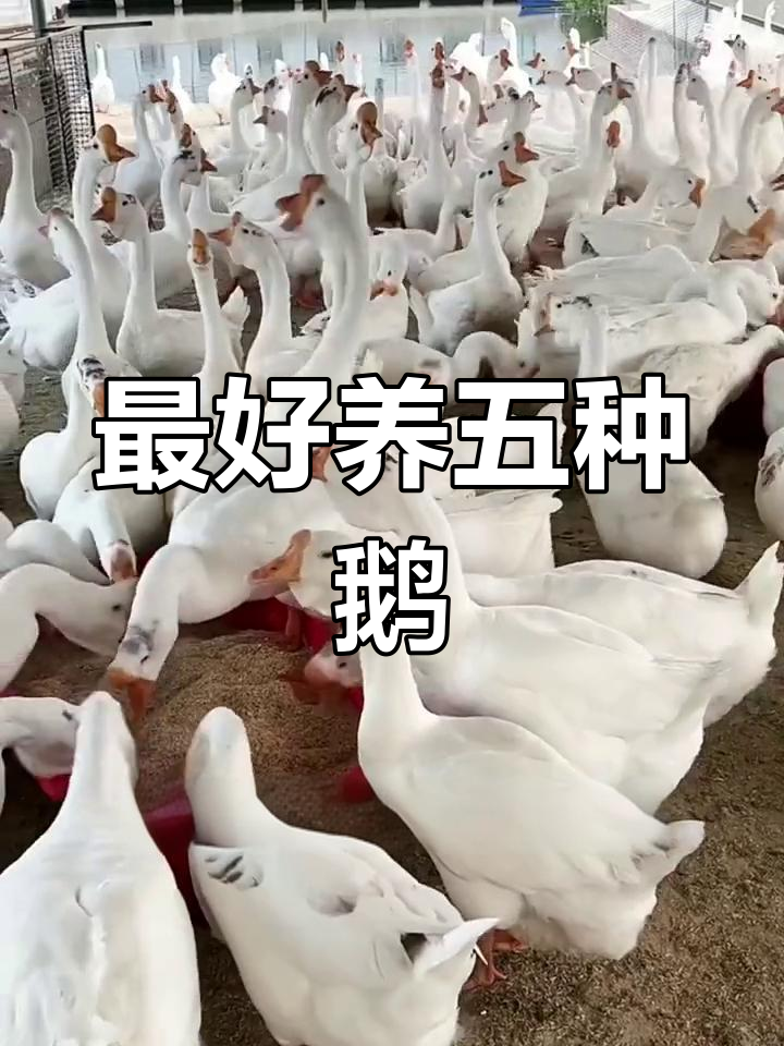 五种最易养的鹅品种推荐