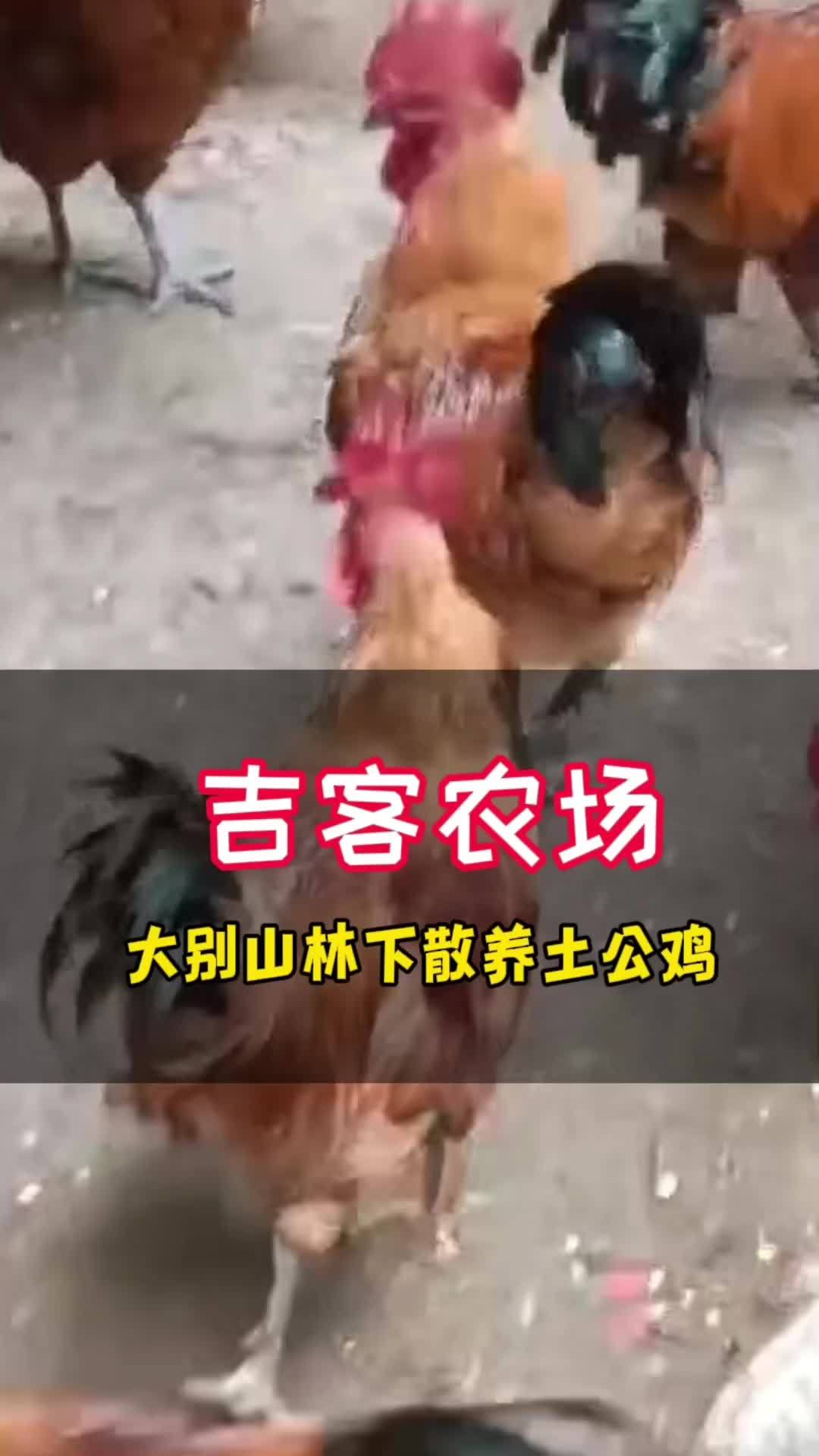 创作灵感 喜欢吃鸡吗?我推荐给你吃大别山林下散养土公鸡,鸡肉紧实,鲜美可口 红烧公鸡做法 