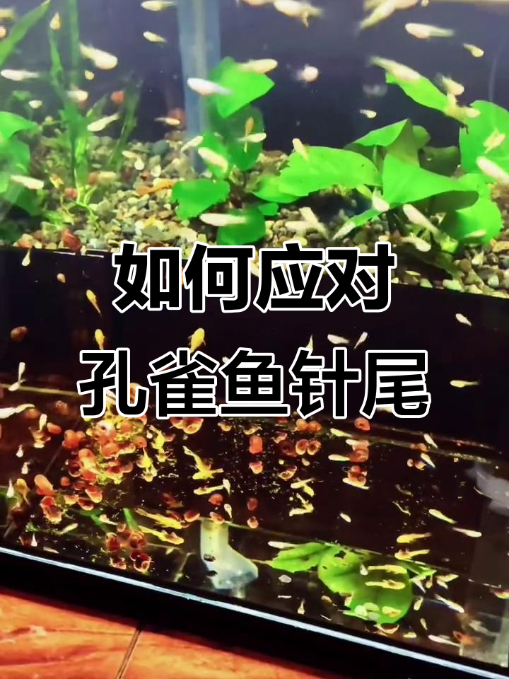 孔雀鱼针尾病治疗全攻略,水质、密度和温差都可能是罪魁祸首