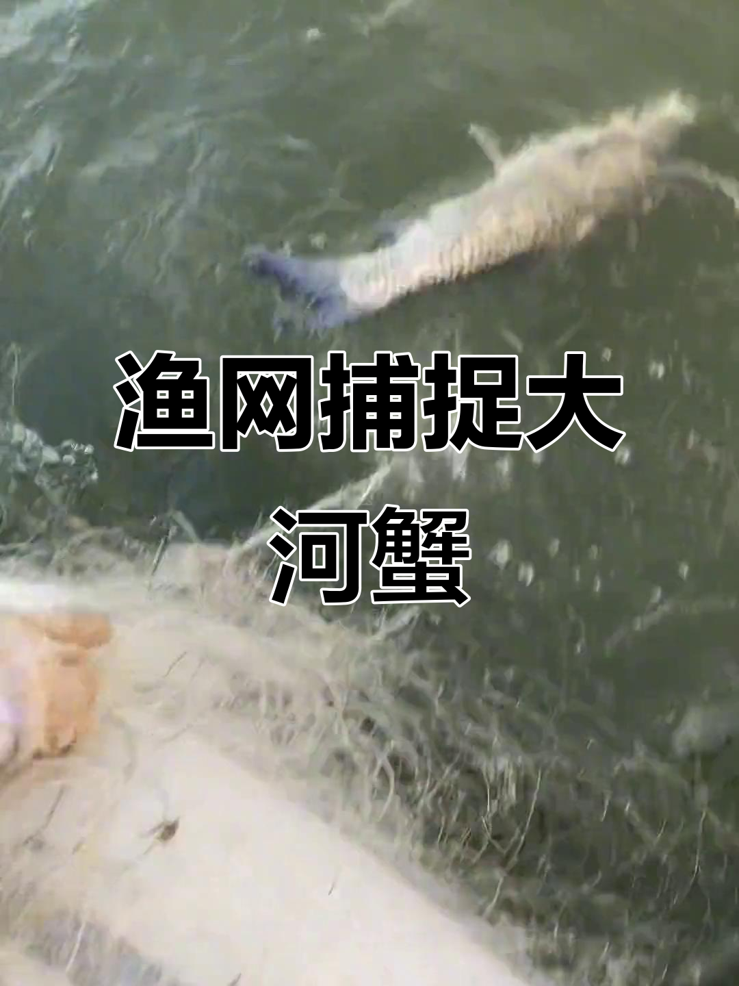 水库捕捞大丰收,网鱼捡漏抓螃蟹