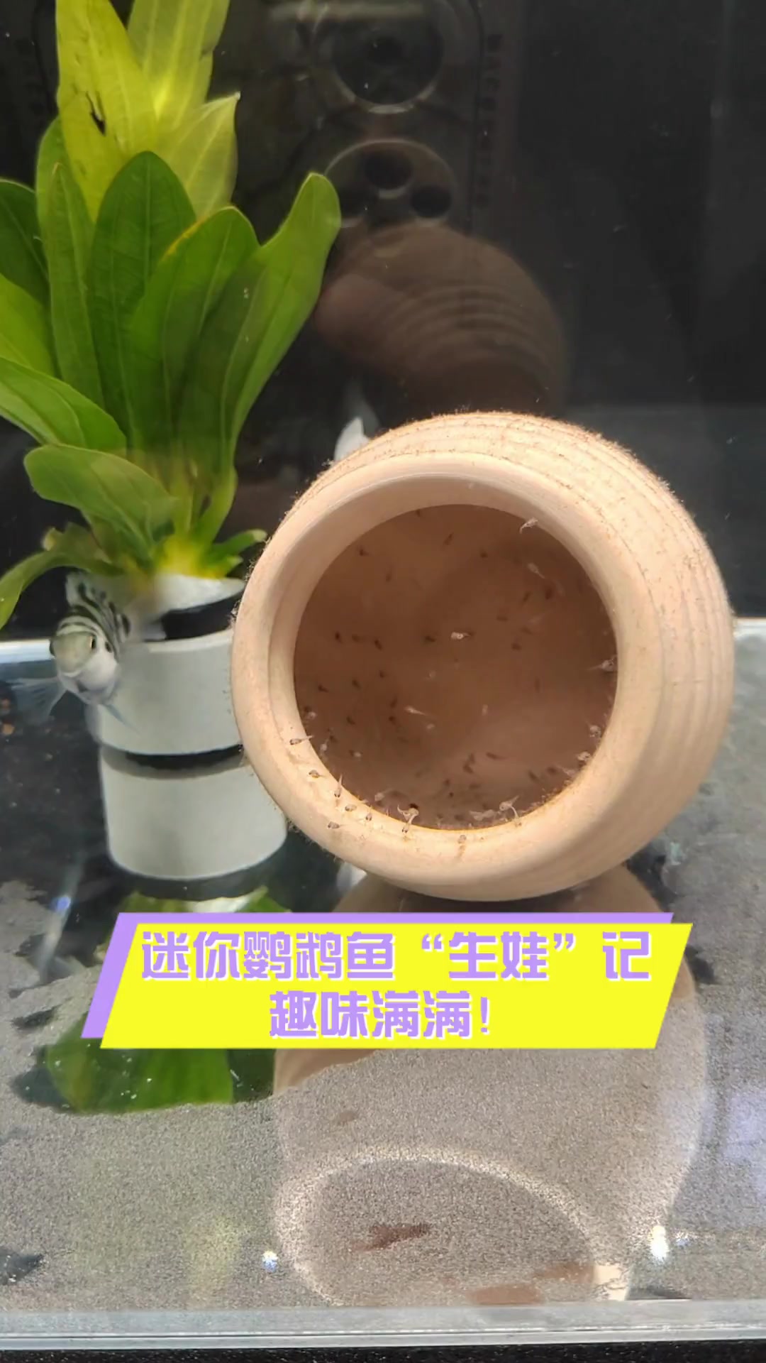 迷你鹦鹉鱼“生娃”记,趣味满满!