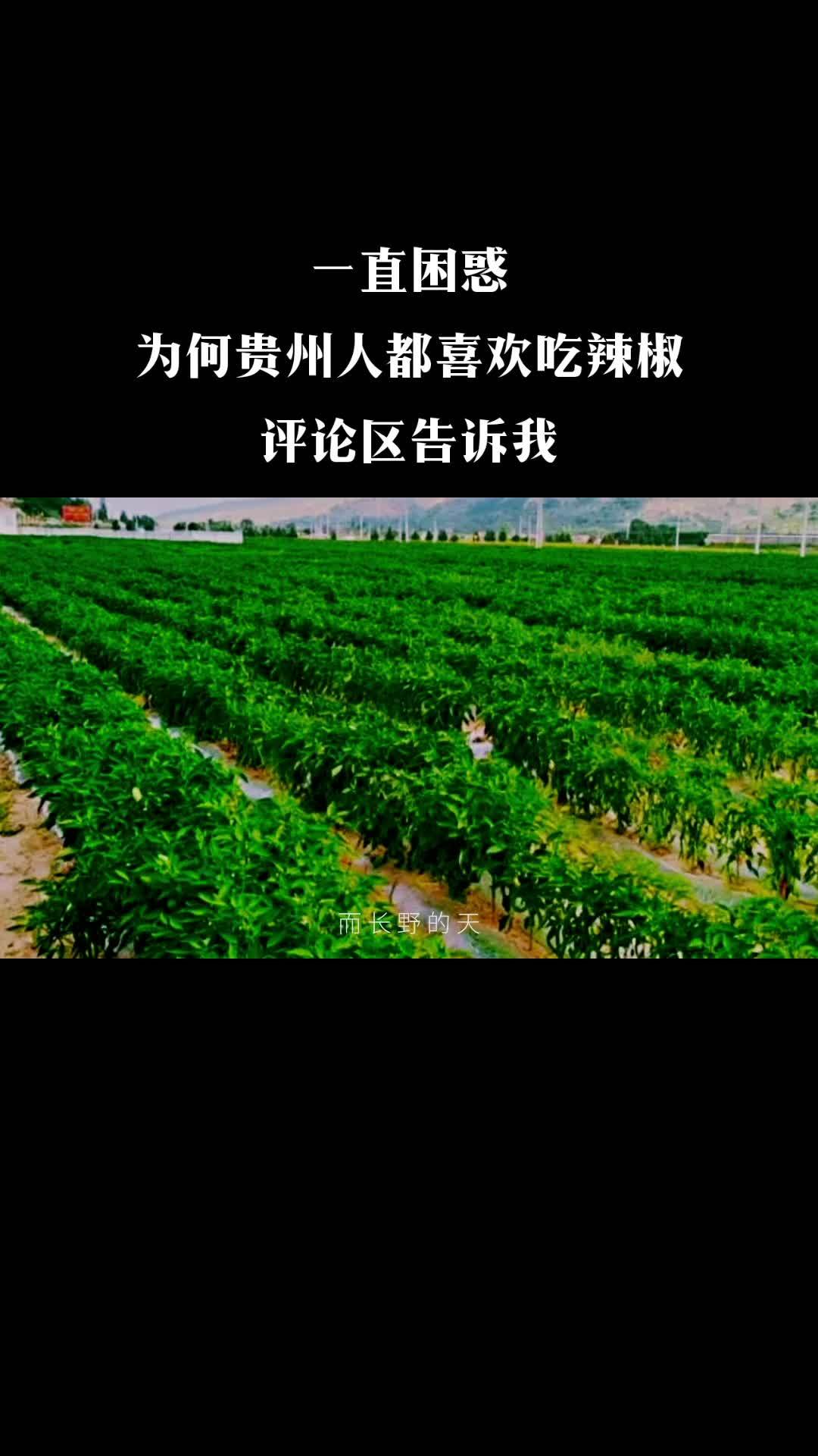 为何贵州人都喜欢吃辣椒?兴仁信息网