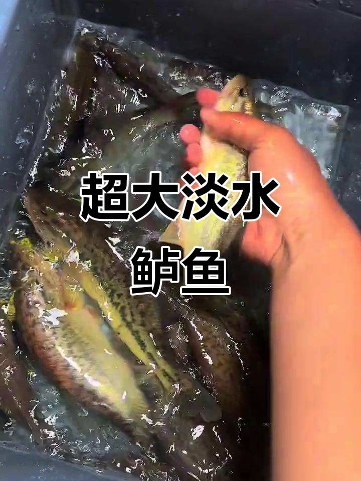 淡水鲈鱼大揭秘:二十七八公分的大条和小巧的十来公分的