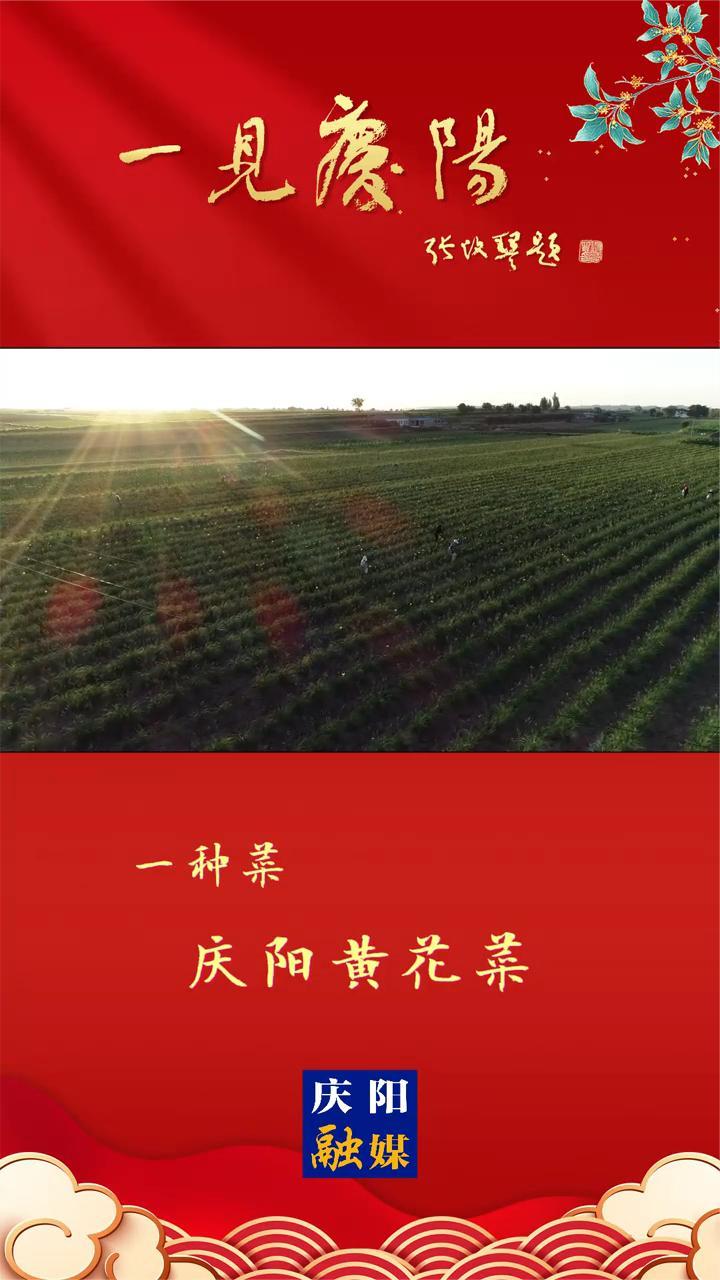 「一见庆阳」一种菜——庆阳黄花菜 香约庆阳 厚道甘肃