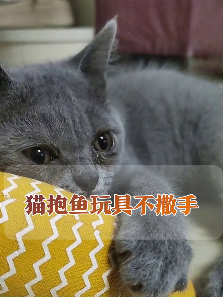 猫咪抱着玩具鱼不撒手，睡醒先舔两口，这是把玩具当宝贝了