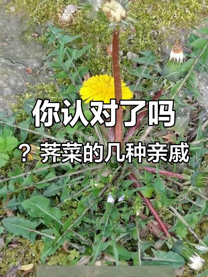 荠菜和蒲公英傻傻分不清?教你如何辨别这些常见野草