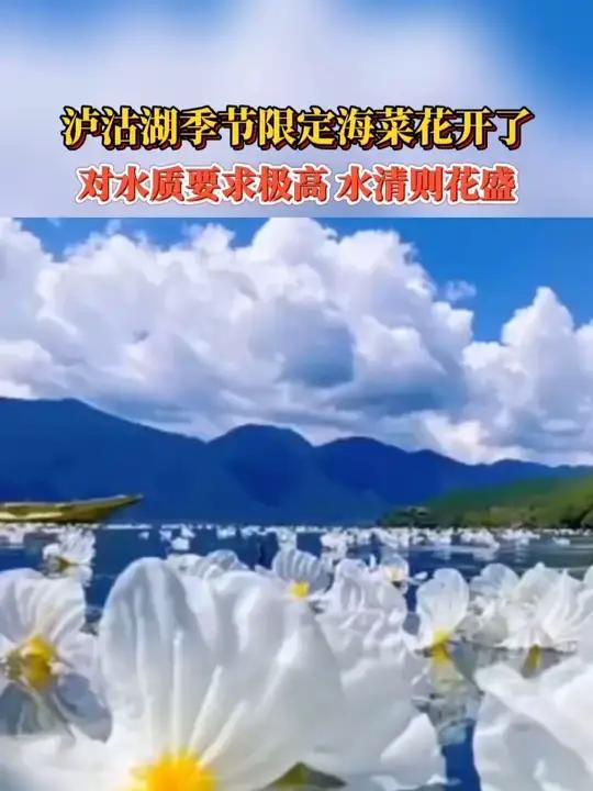 泸沽湖季节限定海菜花开了 对水质要求极高 水清则花盛
