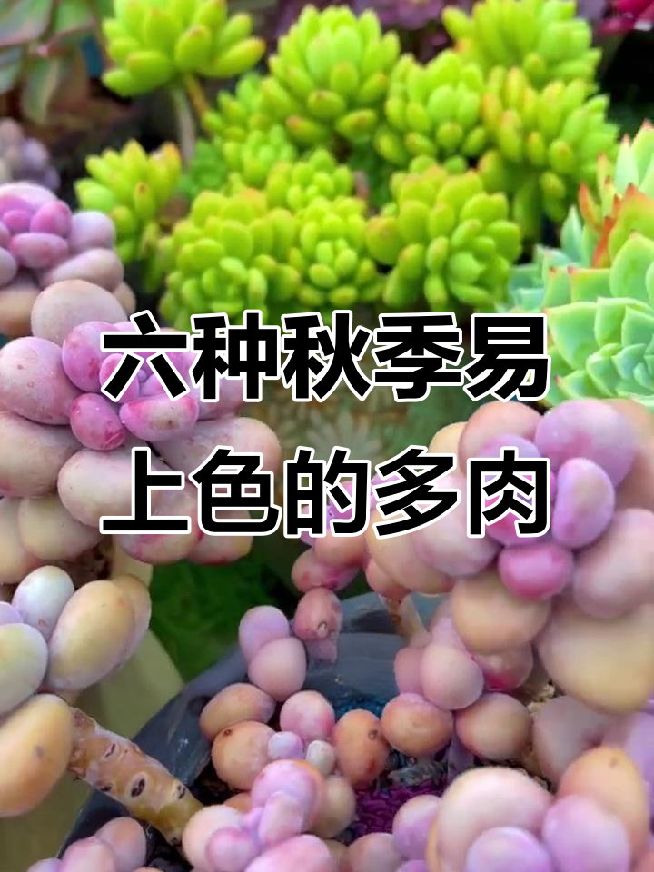 秋天最容易出状态的多肉植物，六大品种推荐