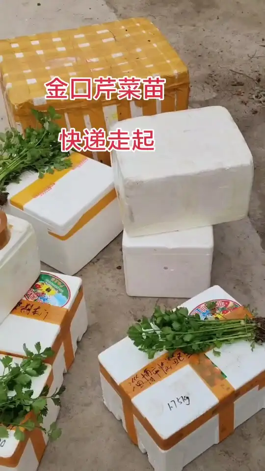 正宗金口芹菜苗包装现场