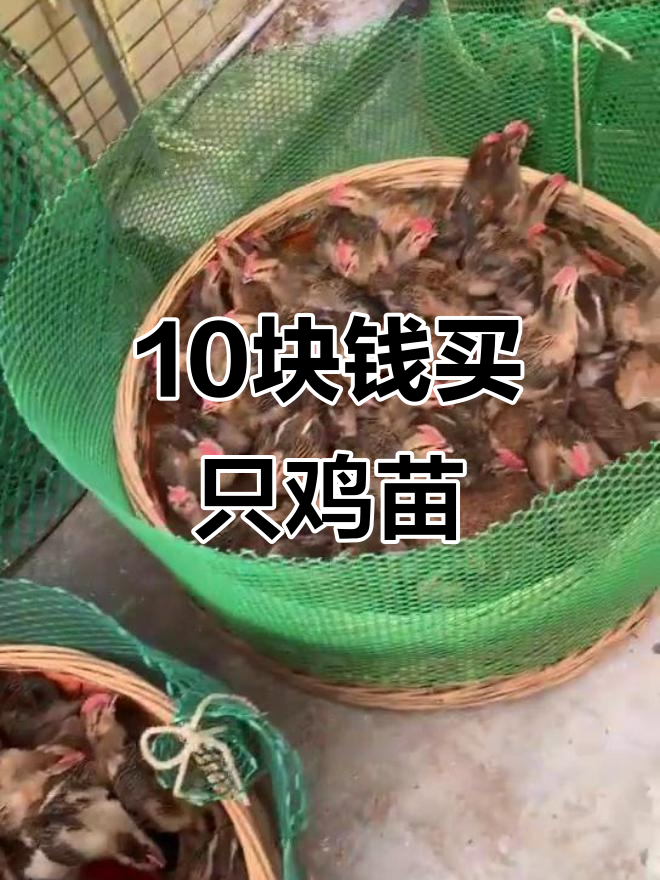 本地鸡苗10元一只,价格真不贵!