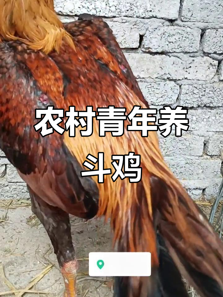 返乡创业斗鸡养殖，火烧毛助力青年致富