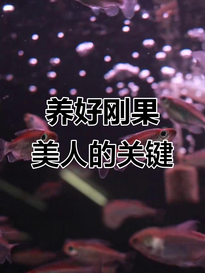 刚果美人鱼养殖全攻略：水温、PH值与群游效果