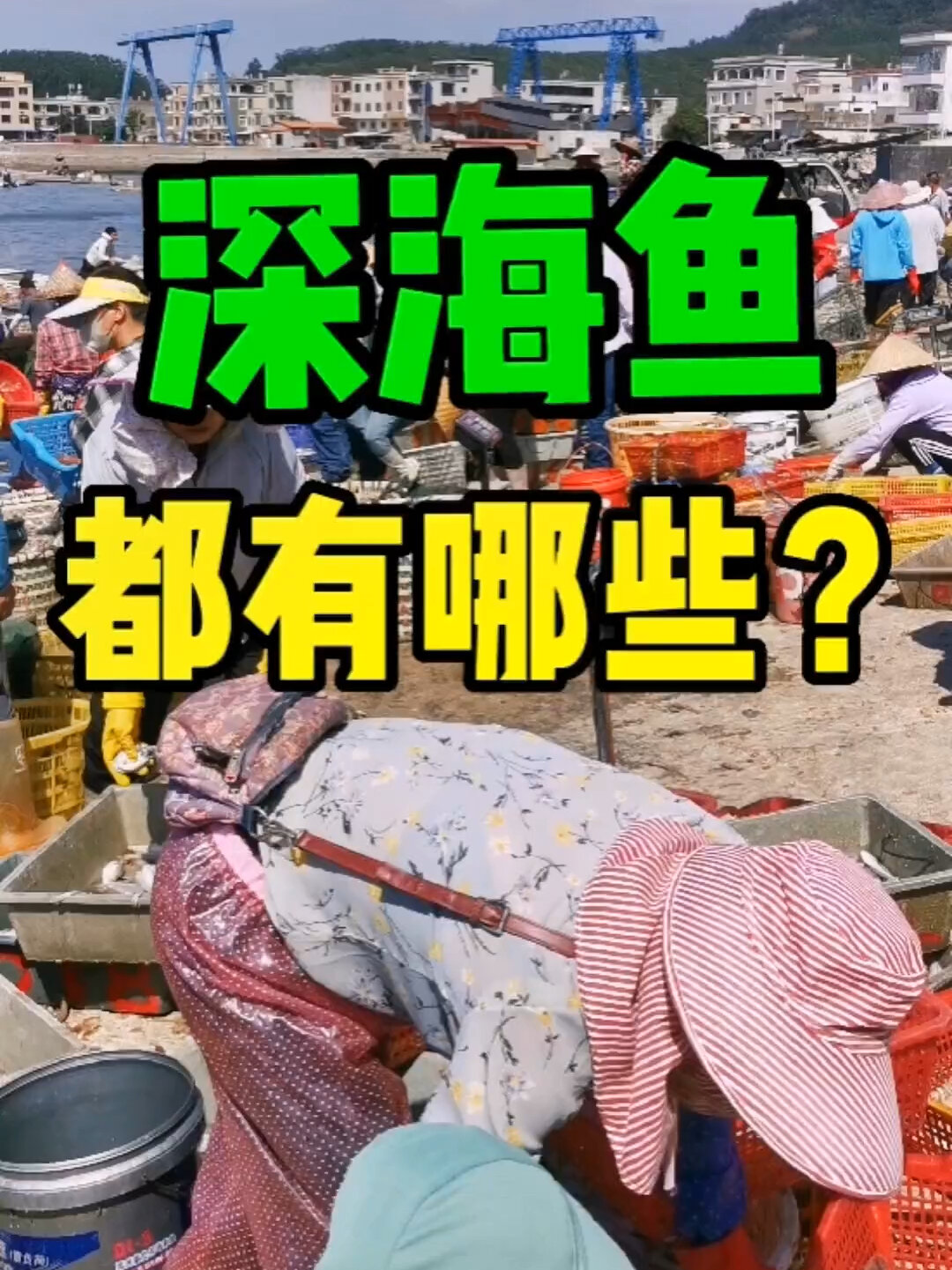 都有哪些深海鱼