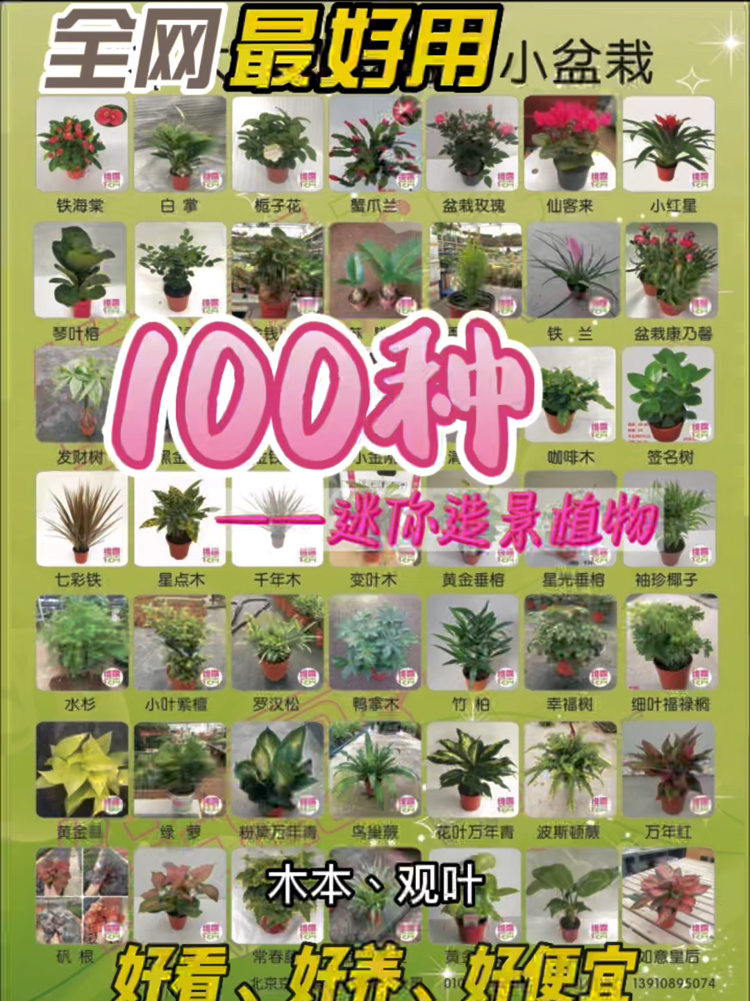 100种国内水陆缸雨林缸微景观迷你造景植物