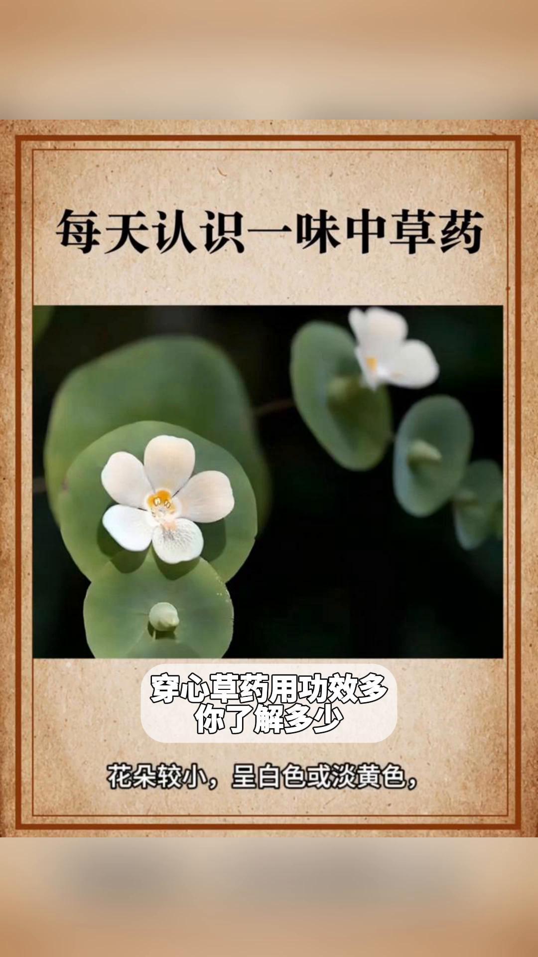 穿心草药用功效多,你了解多少
