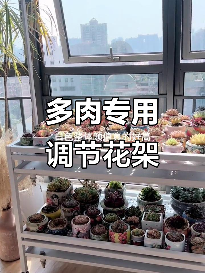 高度可调多肉花架,轻松解决浇水问题