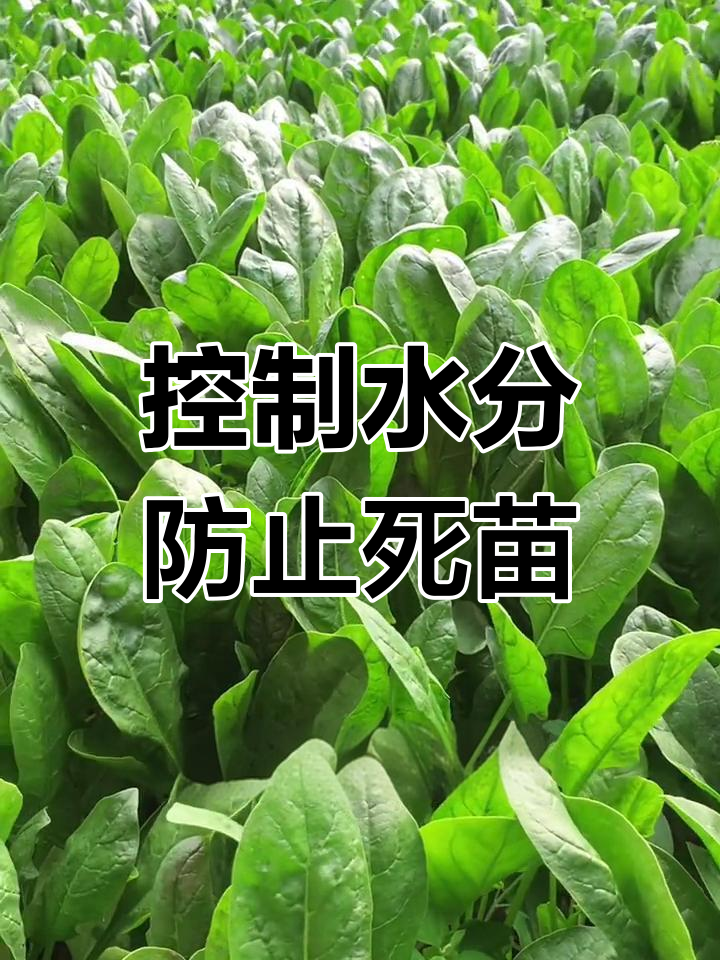 夏季种菠菜的控水技巧