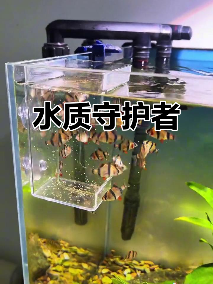 喂食器让鱼轻松进食,避免水质污染,小鱼养成水面吃法